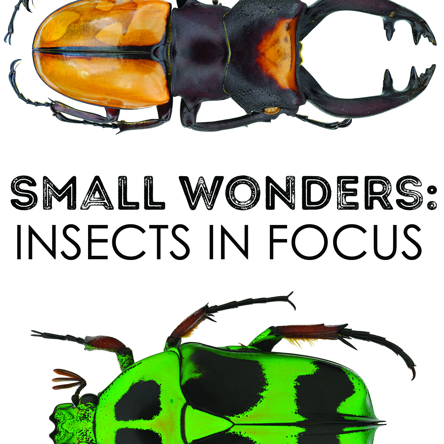 Small Wonders: Insects in Focus