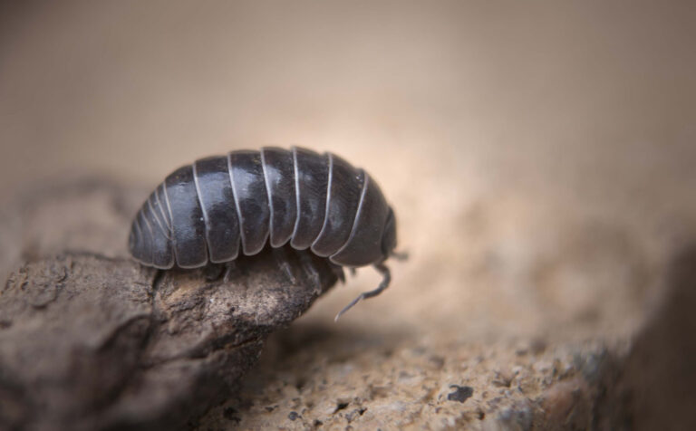 Roly Poly, potatoe bug, pill bug looking over the edge of a rock.