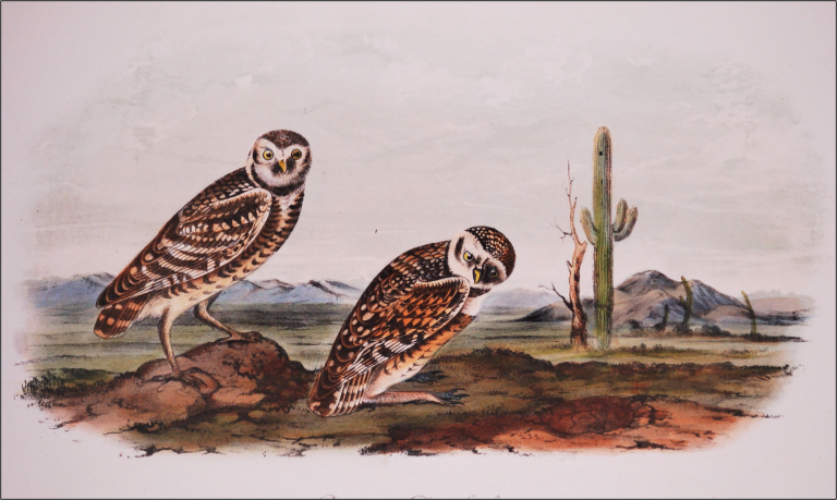 Two burrowing owls sit on the ground in front of a tall saguaro cactus and mountain ranges.