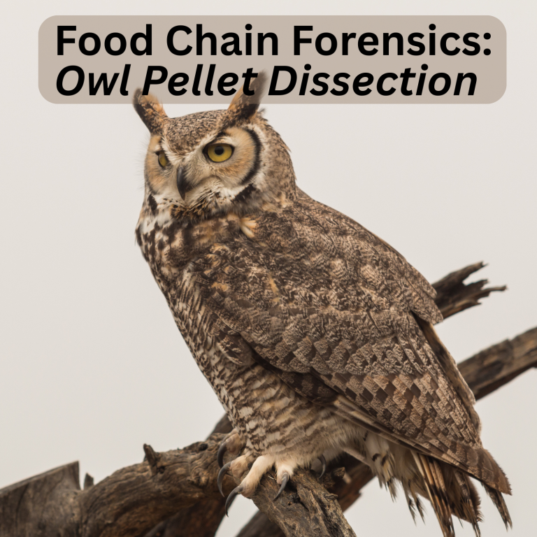 Food Chain Forensics: Owl Pellet Dissection A great-horned owl perches on a branch