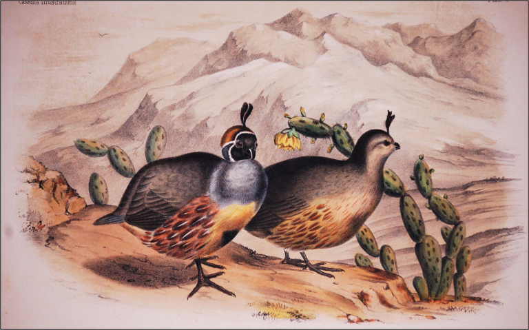 A male and a female quail walk through the desert in front of a cactus