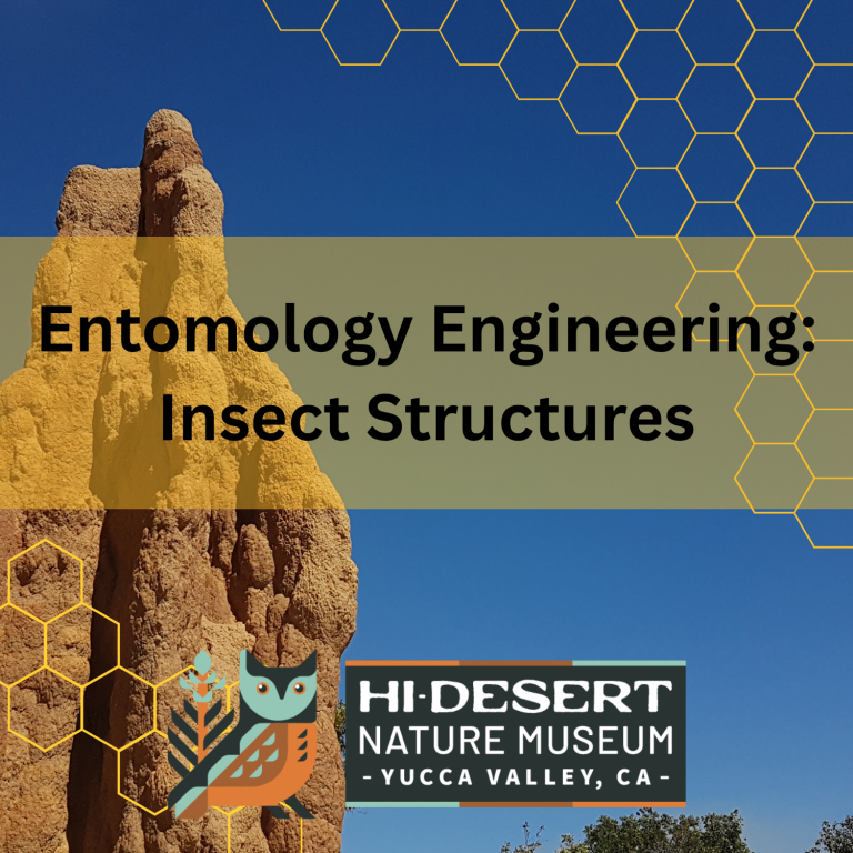 Entomology Engineering: Insect Structures with a termite mound and yellow honeycomb background