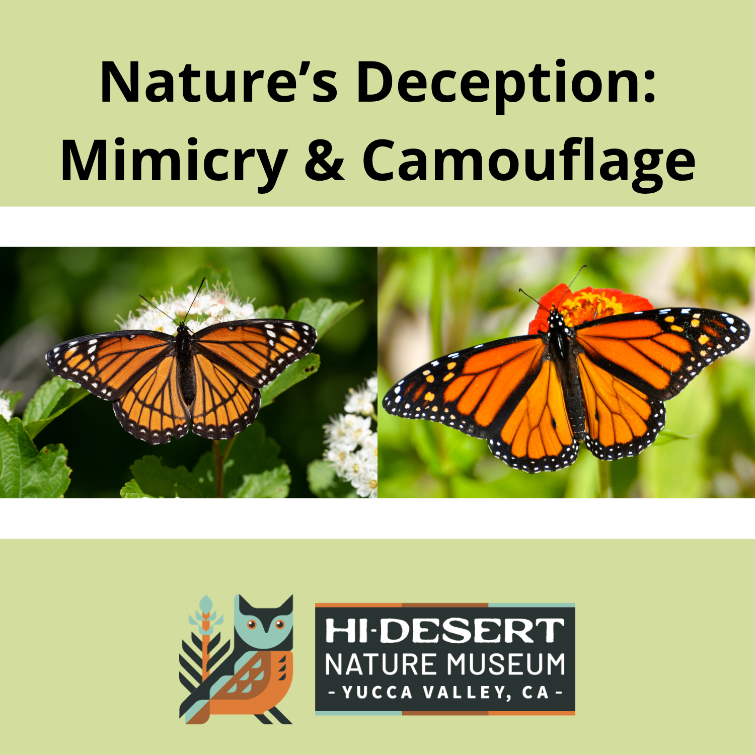Natures Deception Mimicry and Camouflage Lecture image of viceroy and monarch butterflies