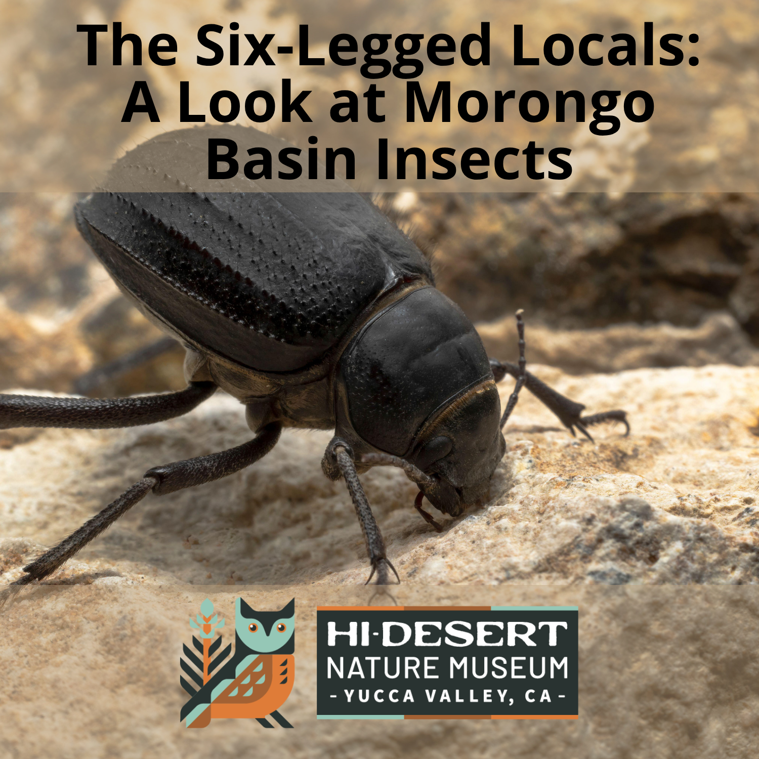 The Six-Legged Locals: A Look at Insects of the Morongo Basin Darkling beetle sitting on a rock