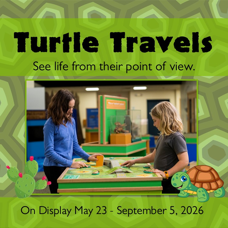 Turtle Travels - See life from their point of view On display May 23 - September 5, 2026